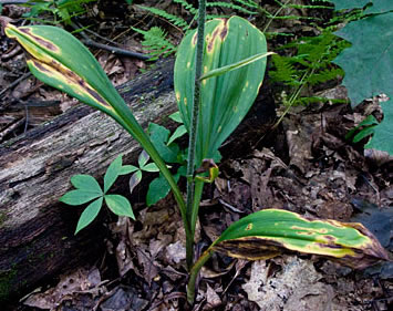 basal leaves